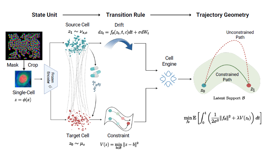 Cellular transition modeling visualization